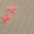 doua · roşu · steaua · de · mare · plajă · nisip · peşte - imagine de stoc © Frankljr