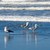 A Variety of Seabirds at the Seashore stock photo © Frankljr