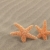 doua · steaua · de · mare · plajă · nisip · peşte · soare - imagine de stoc © Frankljr
