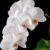 orquídeas · blanco · luna · hojas · verdes · negro · flor - foto stock © fyletto