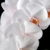orquídeas · blanco · luna · hojas · verdes · negro · flor - foto stock © fyletto