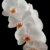 blanco · orquídeas · luna · gotas · agua · aislado - foto stock © fyletto