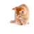 可愛 · 小貓 · 播放 · 白 · 橙 - 商業照片 © gabes1976