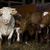 vaches · grand · groupe · herbe · coucher · du · soleil · nature - photo stock © gemenacom