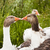 Domestic Ducks stock photo © gemenacom