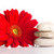 spa · Steine · rot · Blütenblätter · isoliert · weiß - stock foto © gitusik