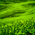 茶 · 種植園 · 高原 · 馬來西亞 · 性質 · 樹 - 商業照片 © goinyk