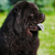 schönen · fluffy · schwarz · Hund · Sommer · Freien - stock foto © goroshnikova