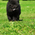 mooie · pluizig · hondenras · zeldzaam · zwarte · kleur - stockfoto © goroshnikova