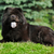 glücklich · schwarz · undeutlich · Hund · Sommer · Natur - stock foto © goroshnikova