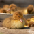 Musk duck ducklings stock photo © Goruppa