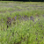 Lavender (Lavandula angustifolia) farming on the channel islands stock photo © haraldmuc