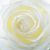 kremowy · biały · wiosną · miłości · charakter - zdjęcia stock © haraldmuc
