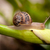 little snail crawling stock photo © hayaship