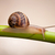 garden snail crawling on green stem stock photo © hayaship