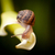 garden snail crawling stock photo © hayaship