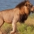Lion (panthera leo) in savannah stock photo © hedrus