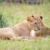 Two Lion cubs (panthera leo) in savannah stock photo © hedrus