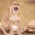 Lioness (panthera leo) close-up stock photo © hedrus