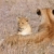 Lion cub (panthera leo) close-up stock photo © hedrus