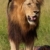 Single lion (panthera leo) in savannah stock photo © hedrus