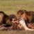 Three Lions (panthera leo) eating in savannah stock photo © hedrus