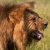 Lion (panthera leo) in savannah stock photo © hedrus
