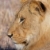 Lion (panthera leo) close-up stock photo © hedrus