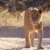 Lioness (panthera leo)  stock photo © hedrus
