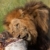 Lion (panthera leo) eating in savannah stock photo © hedrus