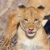 Lion cub (panthera leo) close-up stock photo © hedrus