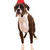 boxer · cucciolo · indossare · Hat · isolato - foto d'archivio © hsfelix