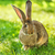 Brown rabbit sitting in grass stock photo © icefront
