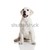 labrador · retriever · cachorro · belo · creme · isolado · branco - foto stock © iko