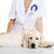 cuidar · cão · jovem · feminino · veterinário - foto stock © iko