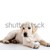 cute · labrador · Hund · Studio · Porträt · schönen - stock foto © iko