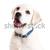 labrador · cachorro · belo · retrato · labrador · retriever · azul - foto stock © iko