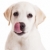 Labrador · köpek · yavrusu · güzel · portre · labrador · retriever - stok fotoğraf © iko