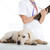 bakım · köpek · genç · kadın · veteriner - stok fotoğraf © iko