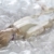 Raw Squid on Ice stock photo © ildi