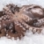Complete Raw Octopus on Ice stock photo © ildi