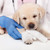 Cute labrador puppy dog at the veterinary doctor stock photo © ilona75