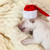 Newborn labrador puppy dog with santa hat sleeping stock photo © ilona75
