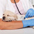 Adorable labrador puppy dog asleep during medical examination at stock photo © ilona75