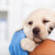 Young labrador puppy dog in the arms of veterinary healthcare pr stock photo © ilona75