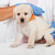 bonitinho · labrador · cachorro · cão · vacina · veterinário - foto stock © ilona75