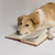 собака · книга · фотографии · белом · фоне · млекопитающее - Сток-фото © imagedb
