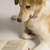 собака · чтение · книга · фотографии · белом · фоне · млекопитающее - Сток-фото © imagedb