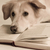 собака · книга · фотографии · вертикальный · млекопитающее - Сток-фото © imagedb