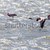 flamingo · care · zboară · Namibia · pasăre · zbor · apă - imagine de stoc © imagex